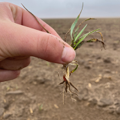 Very little root structure in the wheat that did emerge, Stanton County, May 2022.