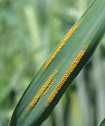 stripe-rust.png