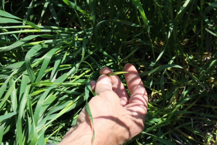 Stripe Rust