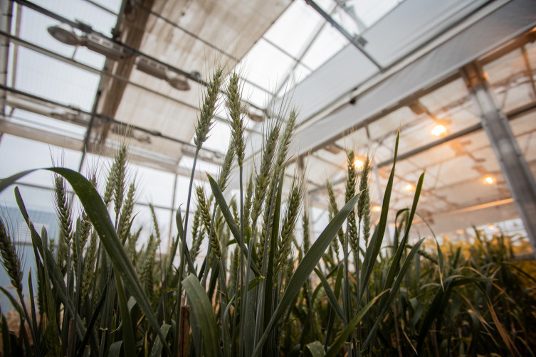 Wheat in the lab