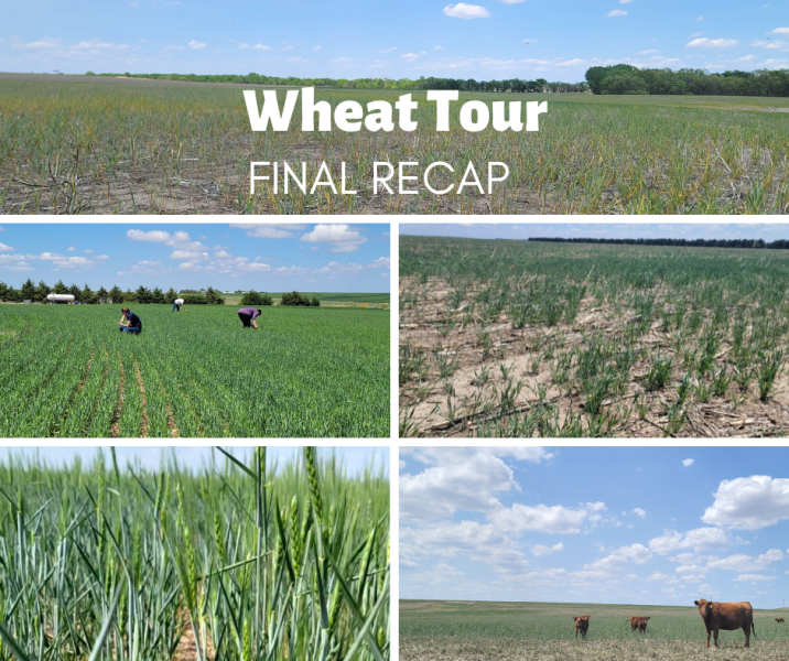 Kansas Wheat Tour 2025