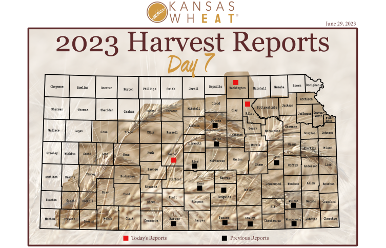 Day 7, Kansas Wheat Harvest Report