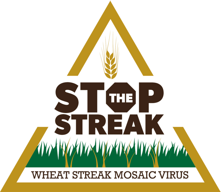 Control volunteer wheat to stop the streak of yield-limiting diseases