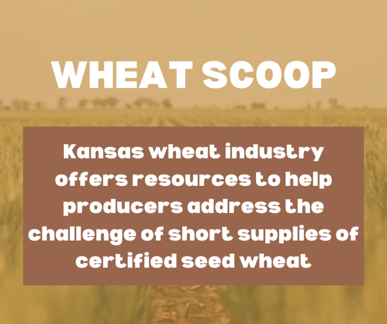 Kansas wheat industry offers resources to help producers address the challenge of short supplies of certified seed wheat.