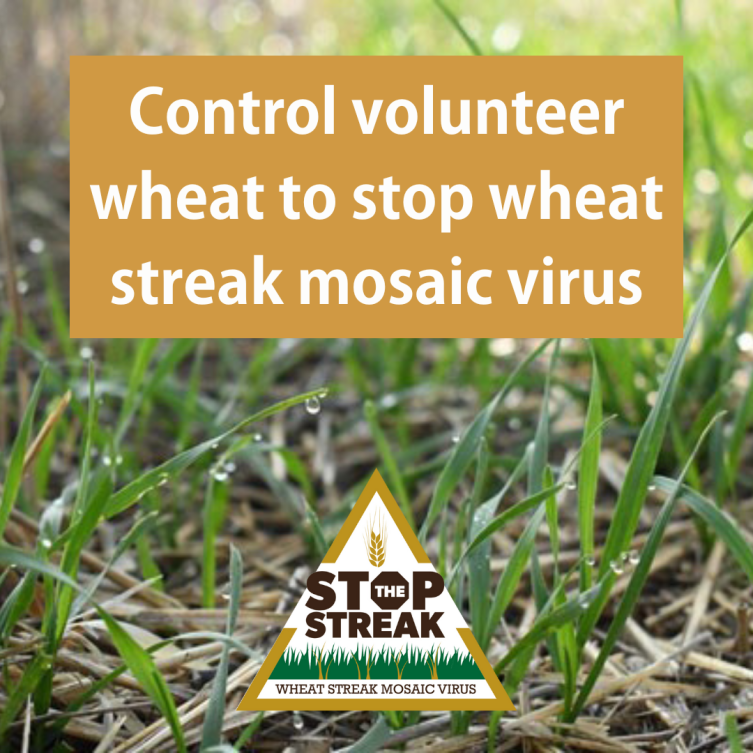 wheat scoop: Control volunteer wheat to stop wheat streak mosaic virus; information packets available