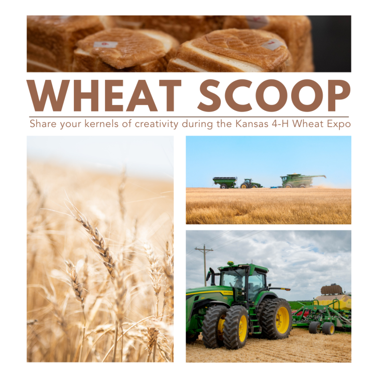 Wheat Scoop: Kansas 4-H Wheat Expo