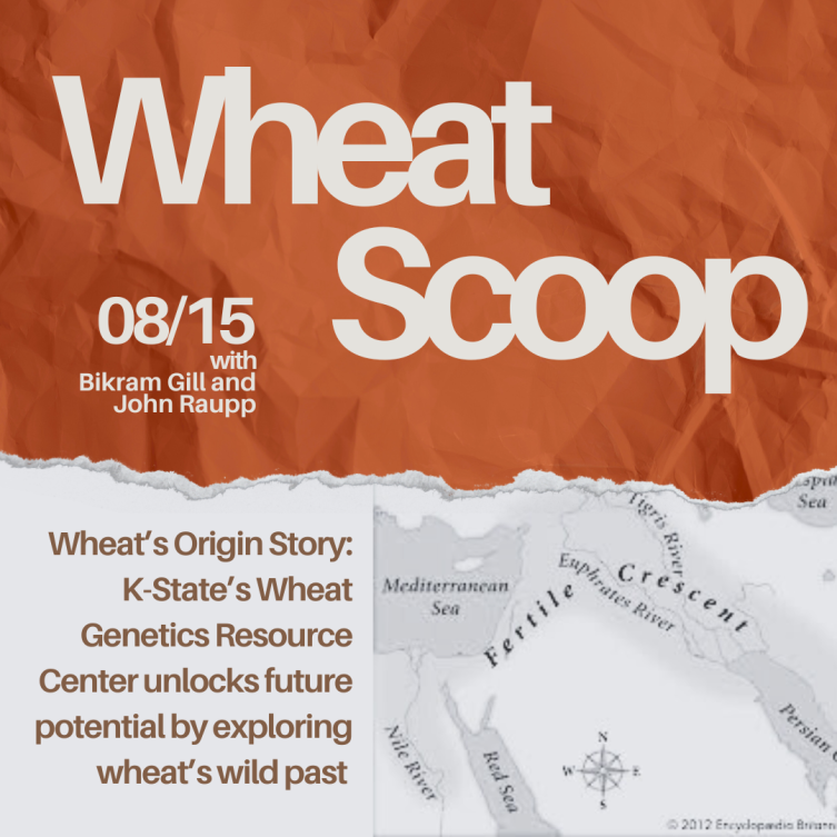 Wheat Scoop: Wheat's origin story.