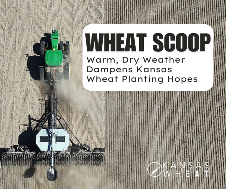 wheat scoop: Warm, Dry Weather Dampens Kansas Wheat Planting Hopes.