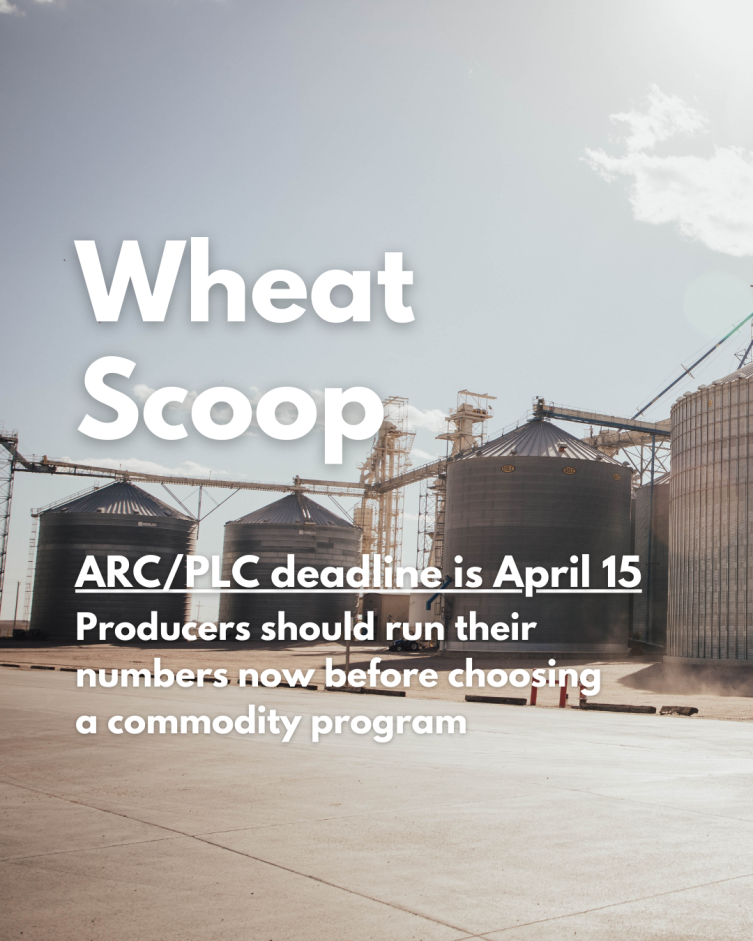 Wheat Scoop: ARC/PLC.