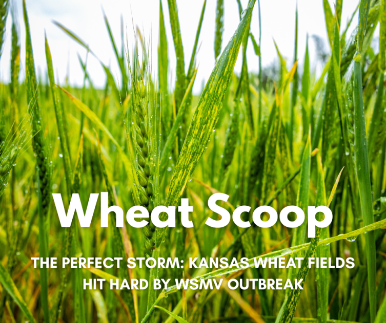 Wheat Scoop: WSMV