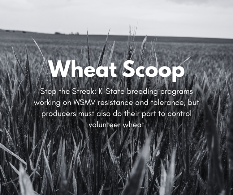 Wheat Scoop - Stop the streak