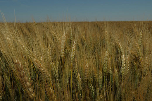 K-State wheat scientists recently discovered a gene in ancient wheat that may help provide superior dough quality in bread.