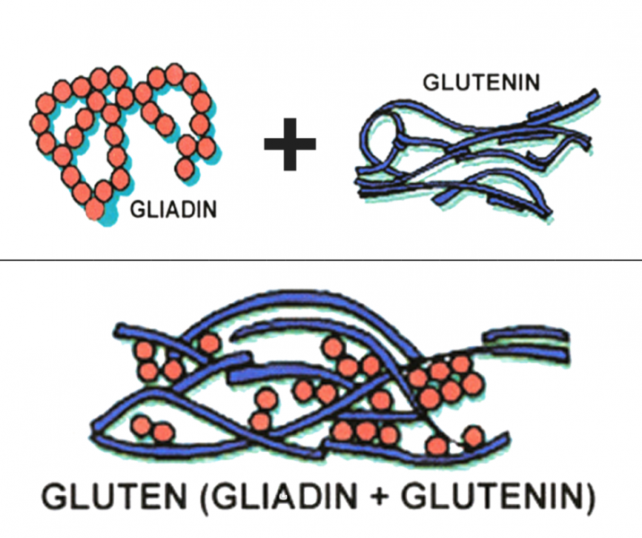 gluten structure