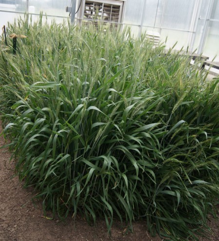 Some doubled haploid lines only have a few seeds available, which are not enough to plant in a short row in the field. 