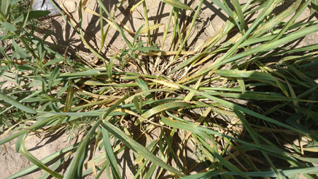 Wheat Streak Mosaic Virus infection in Wichita County, Kansas. Photo by Alec Horton.