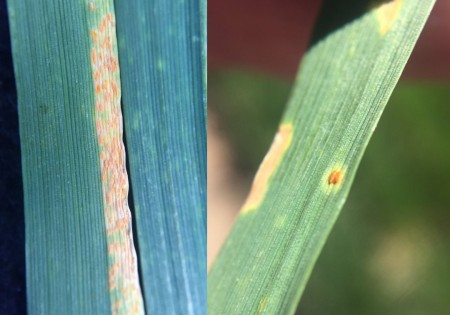 Stripe rust has been found in several areas.