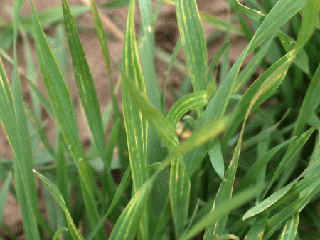 Wheat streak mosaic virus. Photo by Jeanne Falk Jones, K-State Research and Extension.