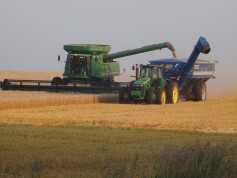 Wheat, Wheat Harvest, Kansas Wheat