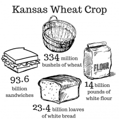 The Kansas wheat crop can produce 23.4 billion loaves of white bread.