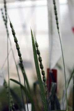 Aegilops Tauschii, an ancient relative of modern bread wheat, growing in the greenhouse at the Kansas Wheat Innovation Center.