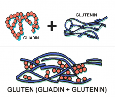 Gliadin + Glutenin = Gluten