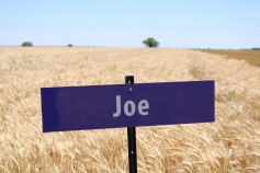 The variety Joe, which was developed by the K-State breeding program, has good milling quality and also carries a gene for resistance to Wheat Streak Mosaic Virus. The variety Joe, which was developed by the K-State breeding program, has good milling quality and also carries a gene for resistance to Wheat Streak Mosaic Virus.