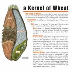 Parts of a wheat kernel: Bran is the outer layer of the kernel and contains fiber, B vitamins and other minerals. Germ (embryo) is the part of the seed that would become a new plant. Endosperm is the germ’s source of nutrition and contains protein.