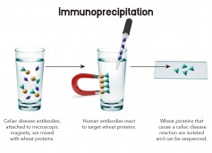 Image: Immunoprecipitation.