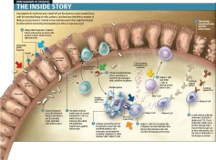 Source: Scientific American