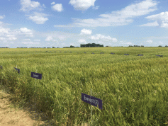 Figure 1. Producers in Kansas have many wheat varieties to evaluate. Photo by Romulo Lollato, K-State Research and Extension. Figure 1. Producers in Kansas have many wheat varieties to evaluate. Photo by Romulo Lollato, K-State Research and Extension.