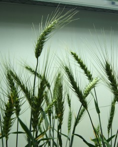 This wheat has been modified to resist four different viruses without impacting potential yield. 