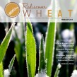wheat, Kansas Wheat