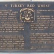 wheat, Kansas Wheat, Turkey Red wheat, heritage wheat