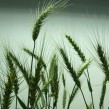 wheat, Kansas Wheat