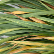 Close-up of wheat showing symptoms of a wheat streak mosaic virus infection in the fall. Photo by Kelsey Andersen Onofre, K-State Research and Extension.