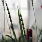 aegilops-tauschii_0.jpg