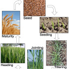 growth-stages-square.jpg
