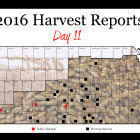 harvest-report-day-11.jpg