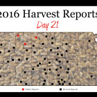 harvest_report_day_21.jpg