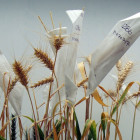 heat-tolerant-wheat_0.jpg