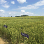 selecting-best-wheat-variety-2020-f01.gif