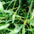 stripe-rust_0.jpg