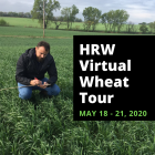 virtual_wheat_tour_0.png