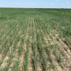 wheat-drought-stress-may-2020-f05.jpg