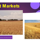 wheat-markets.png
