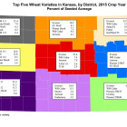 wheat-varieties.jpg