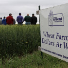 wheat_farmer_dollars_at_work.jpg