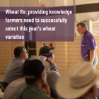 wheat_rx_providing_knowledge_farmers_need_to_successfully_select_this_years_wheat_varieties.png