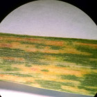 wheat_streak_mosaic_under_microscope.jpg