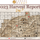 Day 7, Kansas Wheat Harvest Report